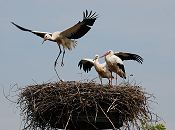 11_21664  Storchennest in den Hamburger Vier- und Marschlanden. Die Jungstrche sind noch nicht flgge und befinden sich noch im Nest; die jungen Strche werden Ende Juli flgge, d. h. sie beginnen zu fliegen. Hier machen sie mit ihren Flgeln Bewegungsbungen, verlassen aber noch nicht den sicheren Nistplatz. Rechts steht ein ein erwachsener Vogel, der an den roten Beinen und Schnabel zu erkennen ist. In Brutsaison z.B. 2007 zogen im Hamburger Raum 15 Storchenpaare insgesamt 33 Jungvgel gross. Jedes Storchenpaar bentigt in Horstnhe ca. 20 ha feuchtes Grnland, um die Jungstrche satt zu kriegen. www.bildarchiv-hamburg.com