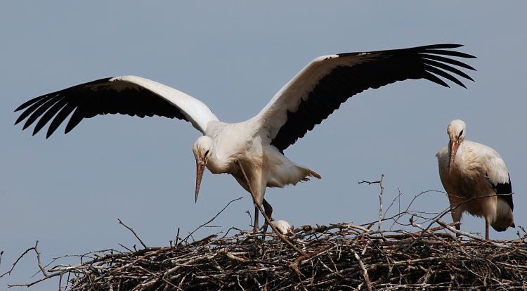 Fotos vom Storchennest in den Vier- und Marschlanden - Jungstorch, Flugversuch  11_21665  Storchennest in den Hamburger Vier- und Marschlanden. Einer der Jungstrche macht Flugbungen, die Flgel sind weit ausgebreitet. Die Mutter? sieht dem jungen Storch bei seinem Flugversuch zu. Junge Strche werden Ende Juli flgge. In Brutsaison z.B. 2007 zogen im Hamburger Raum 15 Storchenpaare insgesamt 33 Jungvgel gross. Jedes Storchenpaar bentigt in Horstnhe ca. 20 ha feuchtes Grnland, um die Jungstrche satt zu kriegen. www.bildarchiv-hamburg.com