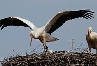 11_21665  Storchennest in den Hamburger Vier- und Marschlanden. Einer der Jungstrche macht Flugbungen, die Flgel sind weit ausgebreitet. Die Mutter? sieht dem jungen Storch bei seinem Flugversuch zu. Junge Strche werden Ende Juli flgge. In Brutsaison z.B. 2007 zogen im Hamburger Raum 15 Storchen- paare insgesamt 33 Jungvgel gross. Jedes Storchenpaar bentigt in Horstnhe ca. 20 ha feuchtes Grnland, um die Jungstrche satt zu kriegen. www.bildarchiv-hamburg.com