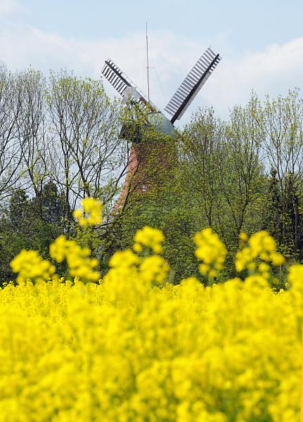 12_3745 Rapsblte auf in Hamburg Reitbrook - fr die Imkereien haben Rapsfelder ein groe Bedeutung, denn die gelben Rapsblten sind eine der wichtigsten Nahungsquellen fr Honigbienen. Im Hintergrund die ursprnglich 1773 errichtete Galeriehollnder - Windmhle , das Wahrzeichen Hamburg-Reitbrooks.
