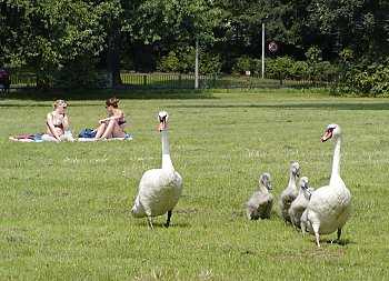 Bilder Hamburg Sehensw�rdigkeiten Alster Schw�ne 2002_2398_098