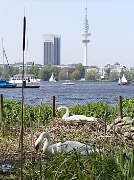 Bilder Hamburg Sehensw�rdigkeiten Alster Schw�ne 2002_2398_0996