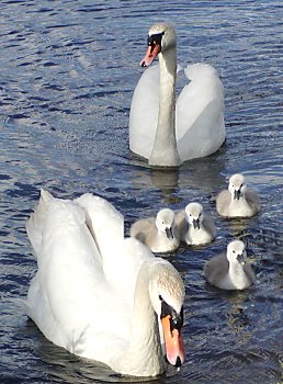 Bilder Hamburg Sehensw�rdigkeiten Alster Schw�ne 2002_2398_0996