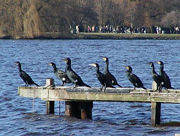 Bilder Hamburg Sehensw�rdigkeiten Alster 2002_2398_0998