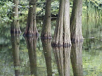 Fotos Hamburg Sehensw�rdigkeiten Stadtpark  2002_90561_01