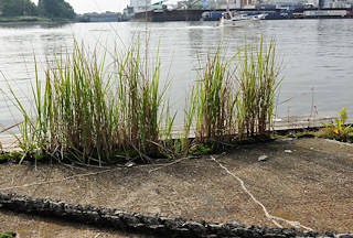 01149_7527 Gras wchst am Rand der Pontonanlage der ehem. Zollstation von Entenwerder, Hamburg Rothenburgsort - ein Sportboot fhrt auf der Norderelbe Richtung Elbbrcken; am gegenberliegenden Elbufer die Einfahrt zum Peuter Kanal auf der Veddel.