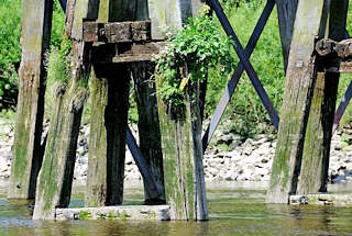 01150_2352 Alte verwitterte Holzbalken von Dalben am Entenwerder Elbufer in Hamburg Rothenburgsort. Gras und Pflanzen wachsen im bemoosten Holz. 