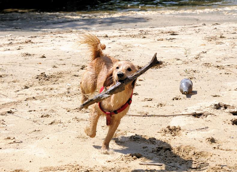 01171_5761 Ein Hund spietl mit einem alten Ast auf dem Sand im zugeschtteten Hafenbecken in Entenwerder, Hamburg Rothenburgsort.