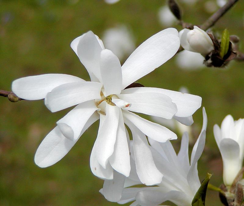 2070 1k010035 Blute Einer Weissen Magnolie Fruehlingsfotos Aus