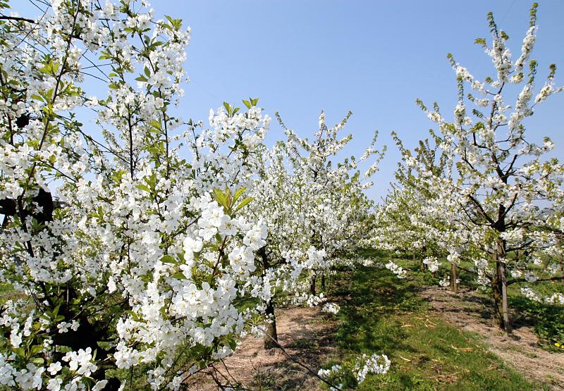 2990 8422 Kirschbaume In Blute Kirschfrucht Im Alten Land