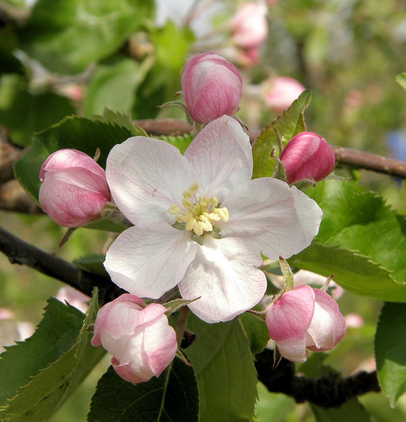 3080 4220013 Eine Geoffnete Blute An Einem Apfelbaum Knospen