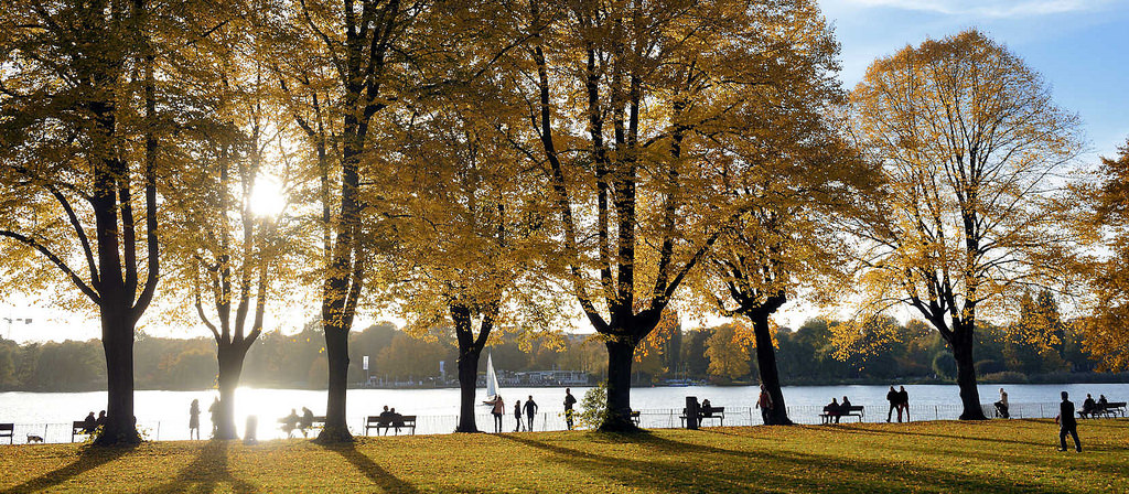 herbstsonne an der alster - herbstbume am alsterufer