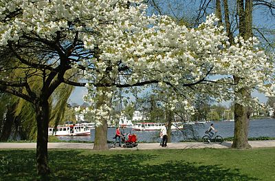 011_14457 - weisse Kirschblte an der Aussenalster; Radfahrer, Spaziergnger mit Kinderwagen und zwei Schiffe der Alsterflotte im Hintergrund.