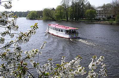 011_14459 - ein Alsterdampfer fhrt in die Aussenalster ein; im Vordergrund ein blhender Kirschbaum, re. die Strasse Bellevue.