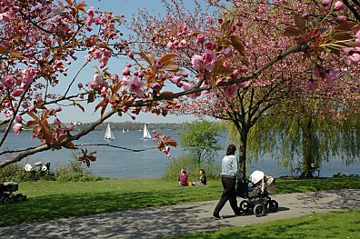 011_14460 - Frhling in Hamburg; die rosa Japanischen Zierkirschen blhen; die ersten Segelboote auf der Alster und Spaziergnger mit Kinderwagen geniessen die Sonne.