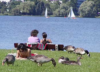 011_14472 - ein Prchen auf einer Holzbank; eine Frau sonnt sich auf der Alsterwiese, um sie herum grasen Graugnse. 