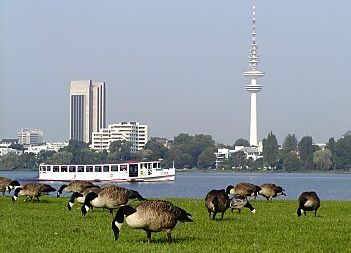 011_14473 - im Morgentau weidende Herde von Graugnsen auf der Wiese am Alsterufer; ein Alsterdampfer macht seine Rundfahrt - im Hintergrund der Hamburger Fernsehturm / Heinrich-Hertz Turm. 