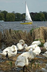 011_14475 - die weissen Schwne putzen sich.