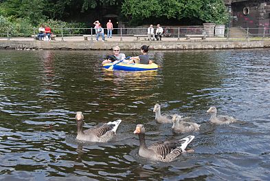 011_15935 - ein Graugans - Paar mit drei Gnsekken auf der Binnenalster bei den Lombardsbrcken.