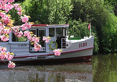 011_14051 - das Alsterschiff Eilbek an der Insel im Stadtparksee- die japanische Zierkirsche blht. 