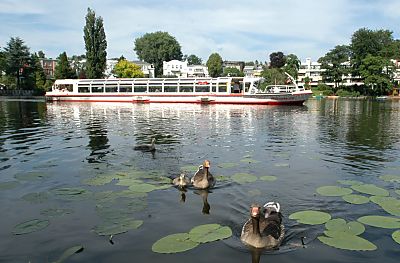 011_14547 - das Alsterschiff 'Quartiersld' auf dem Rondeelteich; eine Graugans-Familie schwimmt zwischen den Seerosen-Blttern.