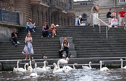 011_15830 - Mittagspause auf den Treppen bei der Kleinen Alster - die Schwne warten auf Futter.