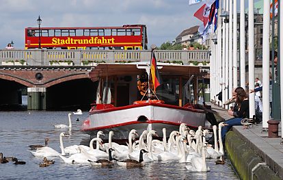 011_15833 - eine Barkasse liegt am Kai der Kleinen Alster; viele Schwne drngen sich am Alsterufer um von dem ins Wasser geworfene Brot ihren Anteil zu bekommen - ein roter Bus der Hamburger Stadtrundfahrt fhrt auf der Reesendammbrcke.