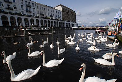 011_15834 - Blick ber die Kleine Alster Richtung Reesendammbrcke; rechts liegt ein Kanu und eine Barkasse am Kai, auf der anderen Seite fhrt vor den Alsterarkaden eine Barkasse zur Schleuse - viele Schwne schwimmen auf dem Wasser. 