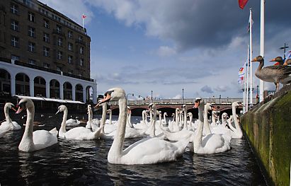 011_15835 - dichtgedrngt schwimmen die Alsterschwne; im Hintergrund die Durchfahrt zur Binnenalster - zwei Graugnse stehen auf der Kaimauer.