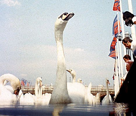 011_15978 - der Schwan reckt seinen langen Hals, um ber die Kaimauer sehen zu knnne - Hamburg Touristen beobachten die Schwne als Sehenswrdigkeit der Hamburger Alster. 