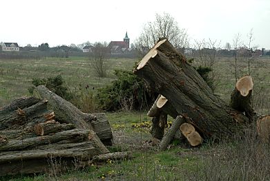 04_23184 Blick 2006 vom Elbdeich zur St. Pankratiuskirche; u.a. wurden Obstbume fr die Erweiterung der Airbus - Landebahn gefllt.