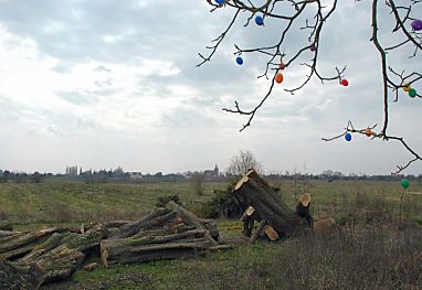 04_23185 Blick 04/2006 ber das gerodete Gelnde; im Vordergrund rechts hat jemand Plastik-Ostereier an einen noch verbliebenen Baum gehngt.