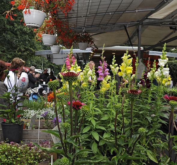 Hamburg Fotos - Blumenstand Bergedorfer Bilder vom Wochenmarkt  11_21545 Marktstand mit Vierlnder Pflanzen und Blumen auf dem Wochenmarkt von Hamburg Bergedorf.  Die Vierlande gehren zum Bezirk Bergedorf und bestehen aus den Orten Kirchwerder, Neuengamme, Altengamme und Curslack - die Gegend wird auch als der Blumengarten und Gemsegarten Hamburgs bezeichnet. www.hamburg-fotograf.com