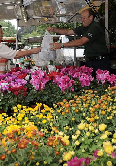 Hamburg Bilder - Alpenveilchen + Hamburg Fotos --  Cysanthemen11_21546 Am Marktstand Vierlnder Blumen verkauft der Blumenhndler u. a. Alpenveilchen und Chrysanthemen, die aus seiner eigenen Grtnerei stammen. Er berreicht einer Kundin gerade eine Tte mit Pflanzen - sie gibt ihm das Geld fr die Ware. www.hamburg-fotograf.com