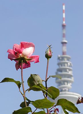 011_14629 - Rosenblte und Rosenknospe; Silhouette des Fernsehturms. 