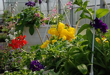 011_15857 - Blick in das Treibhaus der Gefngnisgrtnerei mit den blhenden Blumen. 