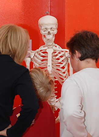 011_15917 - das menschliche Skelett zeigt den Museumsbesuchern des Hamburger Kindermuseums den Knochenbau.   