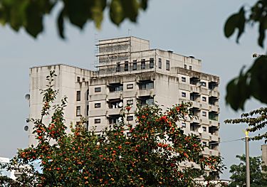 011_15601 - hBlick zu einem grauen Hochhaus im Hamburger Stadtteil Mmmelmannsberg - im Vordergrund trgt ein  Strassenbaum farbige Frchte. 