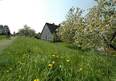 011_14009 - blhender Obstbaum am Deich, 