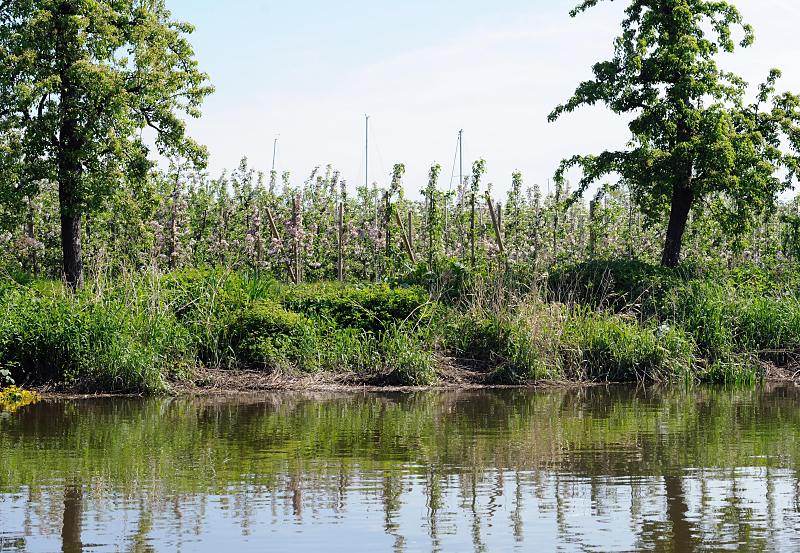 Obstblte im Alten Land - der Fluss Lhe bei Grnendeich. Obstanbau am Ufer der Lhe, blhende Apfelbume.  016_4118 Der Obstanbau hat im Alten Land eine lange Tradition - seine Ursprnge liegen im Jahr 1320. Das Alte Land ist ein Teil der Elbmarsch und mit ca. 14 3000 Hektar Baumobst ist das Alte Land das grte zusammen hngende Obstanbaugebiet Mitteleuropas; 77 Prozent der Obstbume sind pfel und 12,7 % Kirschen.