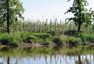 016_4118 Der Obstanbau hat im Alten Land eine lange Tradition - seine Ursprnge liegen im Jahr 1320. Das Alte Land ist ein Teil der Elbmarsch und mit ca. 14 3000 Hektar Baumobst ist das Alte Land das grte zusammen hngende Obstanbaugebiet Mitteleuropas; 77 Prozent der Obstbume sind pfel und 12,7 % Kirschen. 