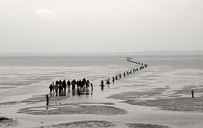 011_15086 - das Wattenmeer um Neuwerk ist seit 1990 zum Nationalpark Hamburgisches Wattenmeer ernannt; das Watt darf nur auf gekennzeichneten Wegen betreten / befahren werden - die Reisigbndel weisen den Weg. 