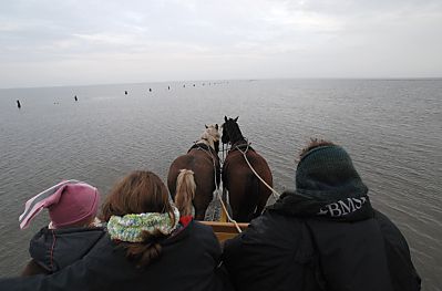 011_15088 - bei Ebbe wird die Strecke nach Cuxhaven auch mit Wattwagen zurck gelegt, die von Pferden gezogen werden. 