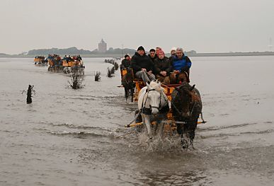 011_15089 - eine Kolonne von Wattwagen hat die Insel Neuwerk verlassen. 