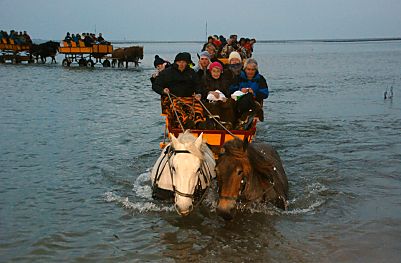 011_15090 - da Pferde von Natur aus wasserscheu sind, haben die Wattpferde eine besondere Ausbildung, z. B. einen tiefen Priel zu durch queren.