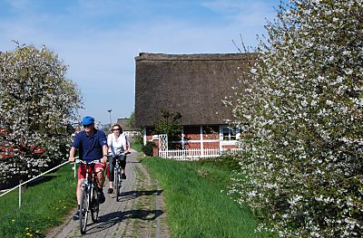 011_15475 - Fahrrder auf dem befestigten Deich; links und rechts blhende Bume