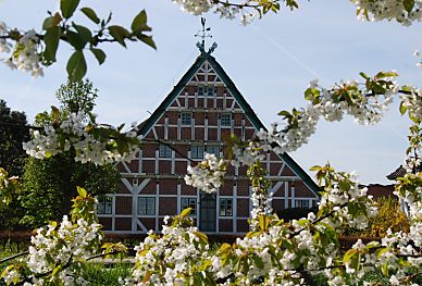 011_15519 - blhender Kirschbaum; Bauernhaus mit weissem Fachwerk im Hintergrund.