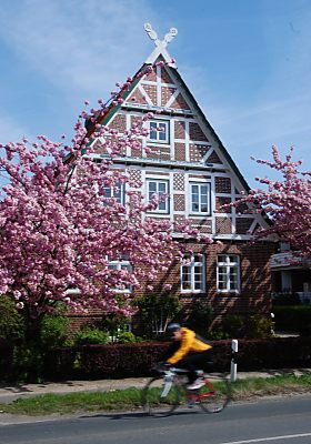 011_15524 - Rennradfahrer nutzen die geraden Asphaltstrecken um ihre sonntgliche Tour zu machen; im Hintergrund blhende Zierkirschen.