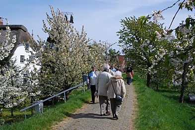 011_15528 - alt und jung gehen zwischen den Bumen in der Frhlingssonne spazieren.