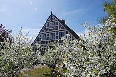 011_15531 - Bauernhaus mit Fachwerk und Strohdach inmitten von blühenden Kirschbäumen.